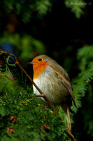 European Robin on Leylandii Tree