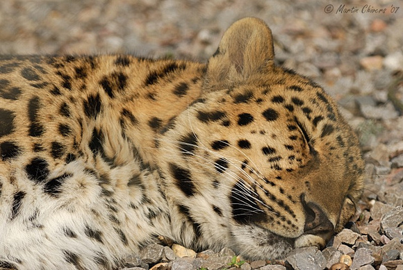 Sleeping Amur Leopard