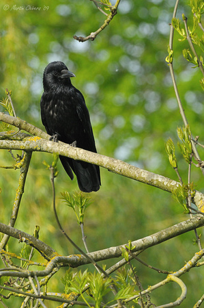 Raven on Branch