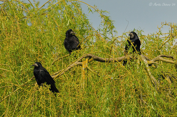 Rooks Roosting in Tree