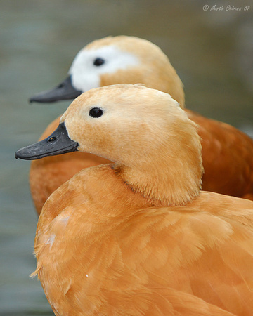 Ruddy Shell Ducks