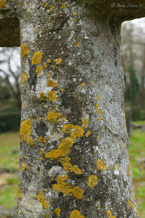 Lichen on Gravestone