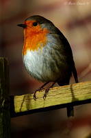 European Robin on Fence