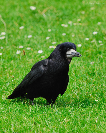Rook in Grass and Daisies