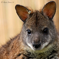Portrait of a Parma Wallaby