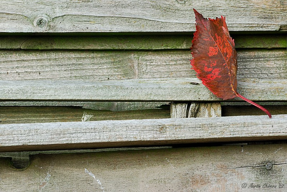 Fallen Cherry Leaf on Fence Panels