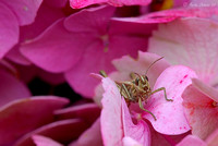 Field Grasshopper on Hydrangea Petals