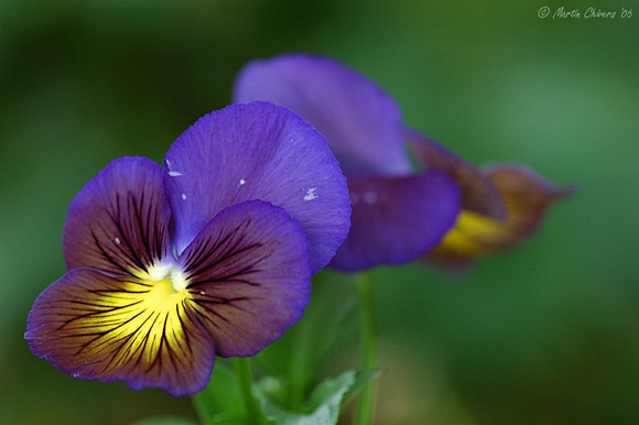 Blue and Yellow Pansies