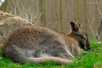 Sleeping Bennett's Wallaby