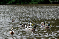 Ducks on Eyeworth Pond
