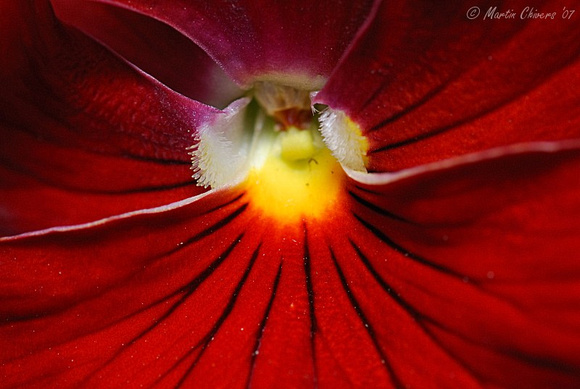 Red Pansy Middle