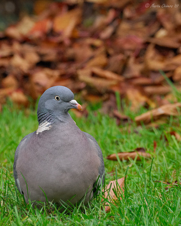 Wood Pigeon in Grass