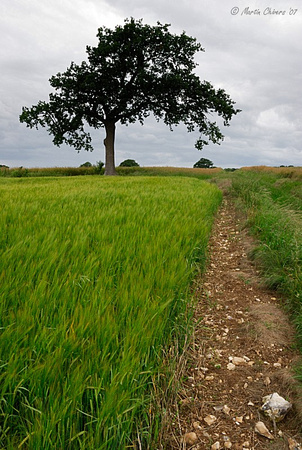 Tree, Wheat, and Bridleway