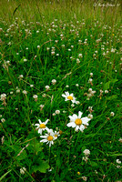 Daisies and Clover