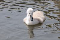 Mute Swan Cygnet