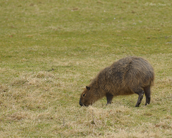 Young Capybarra Grazing