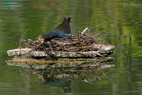 Nesting Moorhen