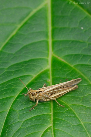 Field Grasshopper on Hydrangea Leaf