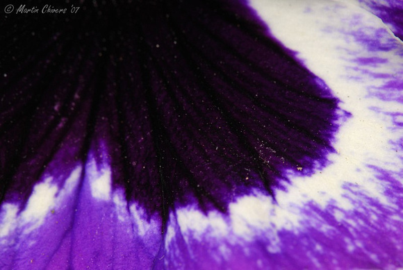 Pollen on Purple Pansy Petal