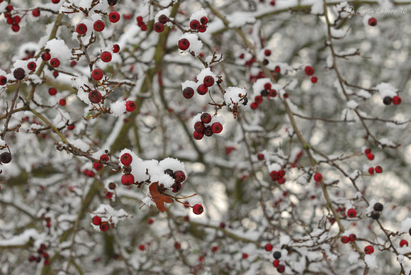 Snow-Covered Branches and Berries