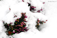Winter Heath and Snow