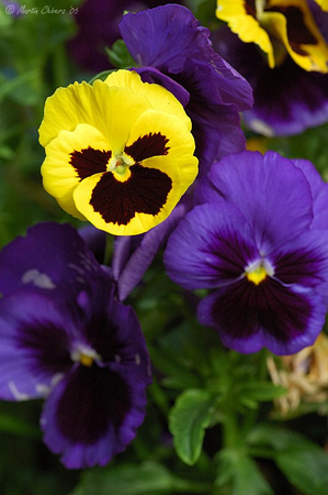 Blue and Yellow Pansies