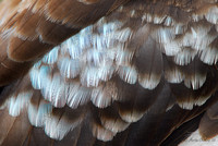 Kookaburra Feathers