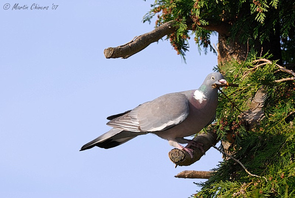 Wood Pigeon with Branch