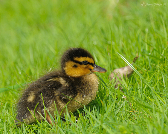 Mallard Duckling in Grass