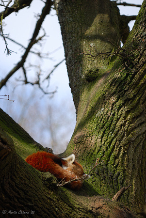 Red Panda Sleeping In Tree