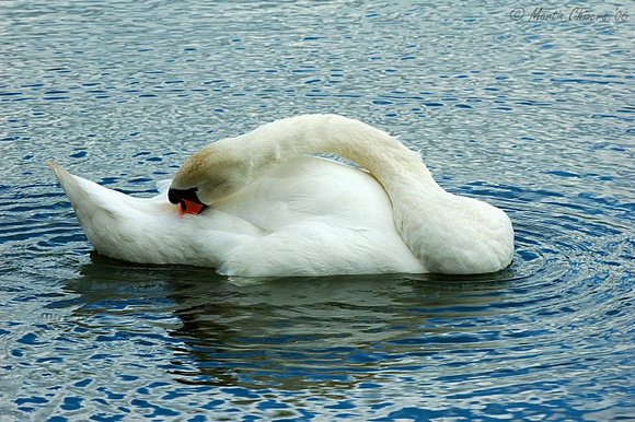 Mute Swan Preening