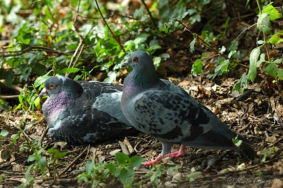 Feral Pigeons