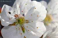 Cherry Blossom and Beetle
