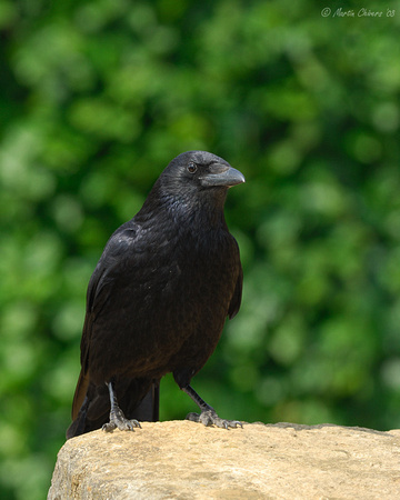 Raven Standing on Rock