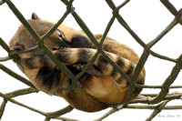 Sleeping Ring-Tailed Coati