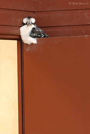 Kookaburra on a Door