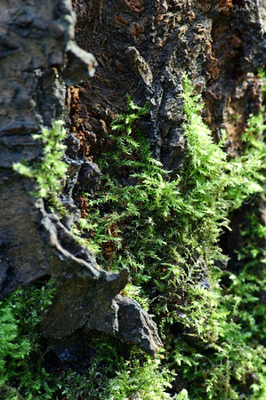 Moss on Cherry Tree Bark