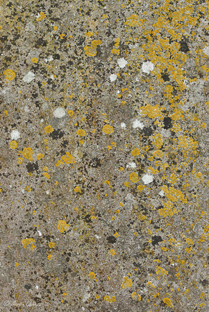 Lichen on Gravestone