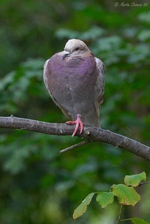 Ferral Pigeon on Branch