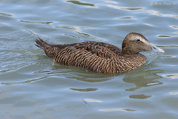 Female European Eider Duck