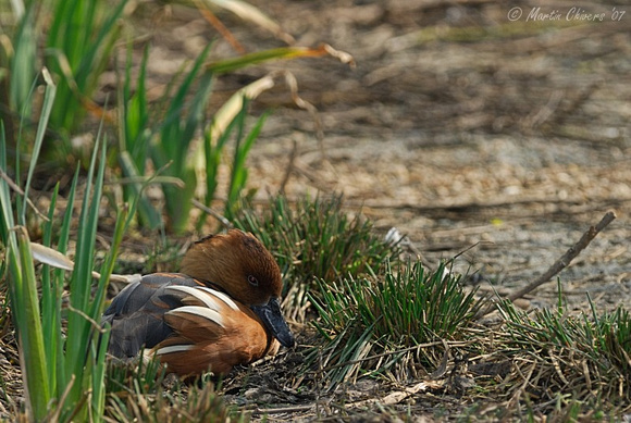 Sleeping Fulvous Whistling Duck