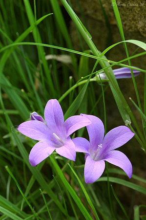 Purple Flowers in Grass