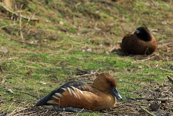 Sleeping Fulvous Whistling Duck