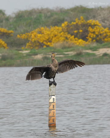 Cormorant on Depth Measure