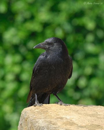 Raven on Rock
