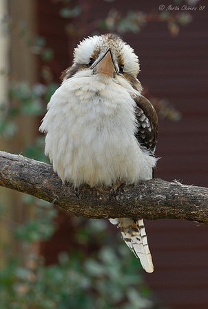 Kookaburra on a Branch