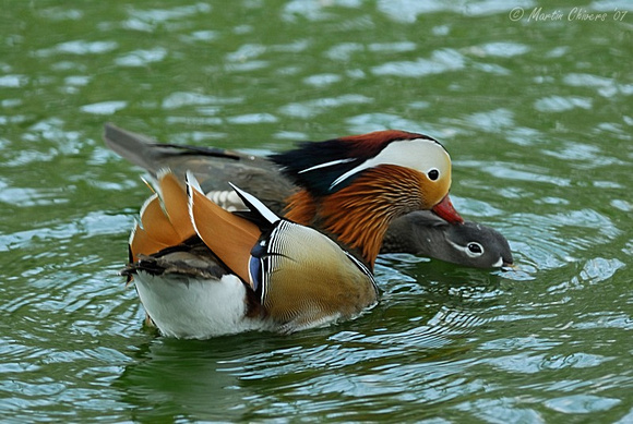 Drake and Hen Mandarin Duck