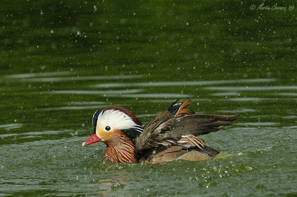 Male Mandarin Duck Washing