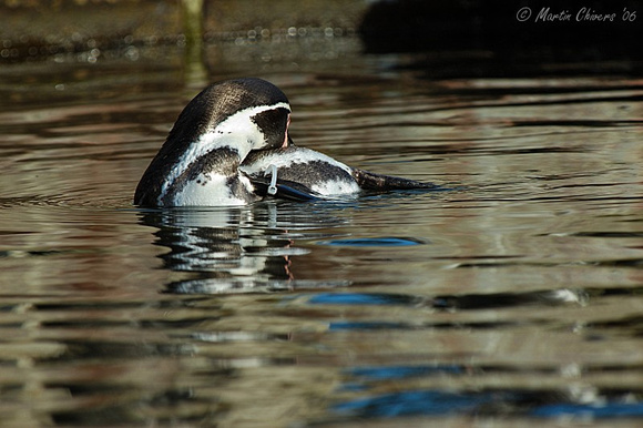 Humboldt Penguin Preening