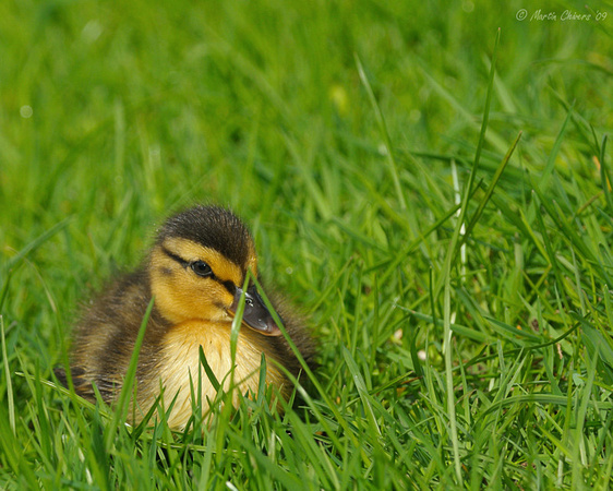 Mallard Duckling in Grass